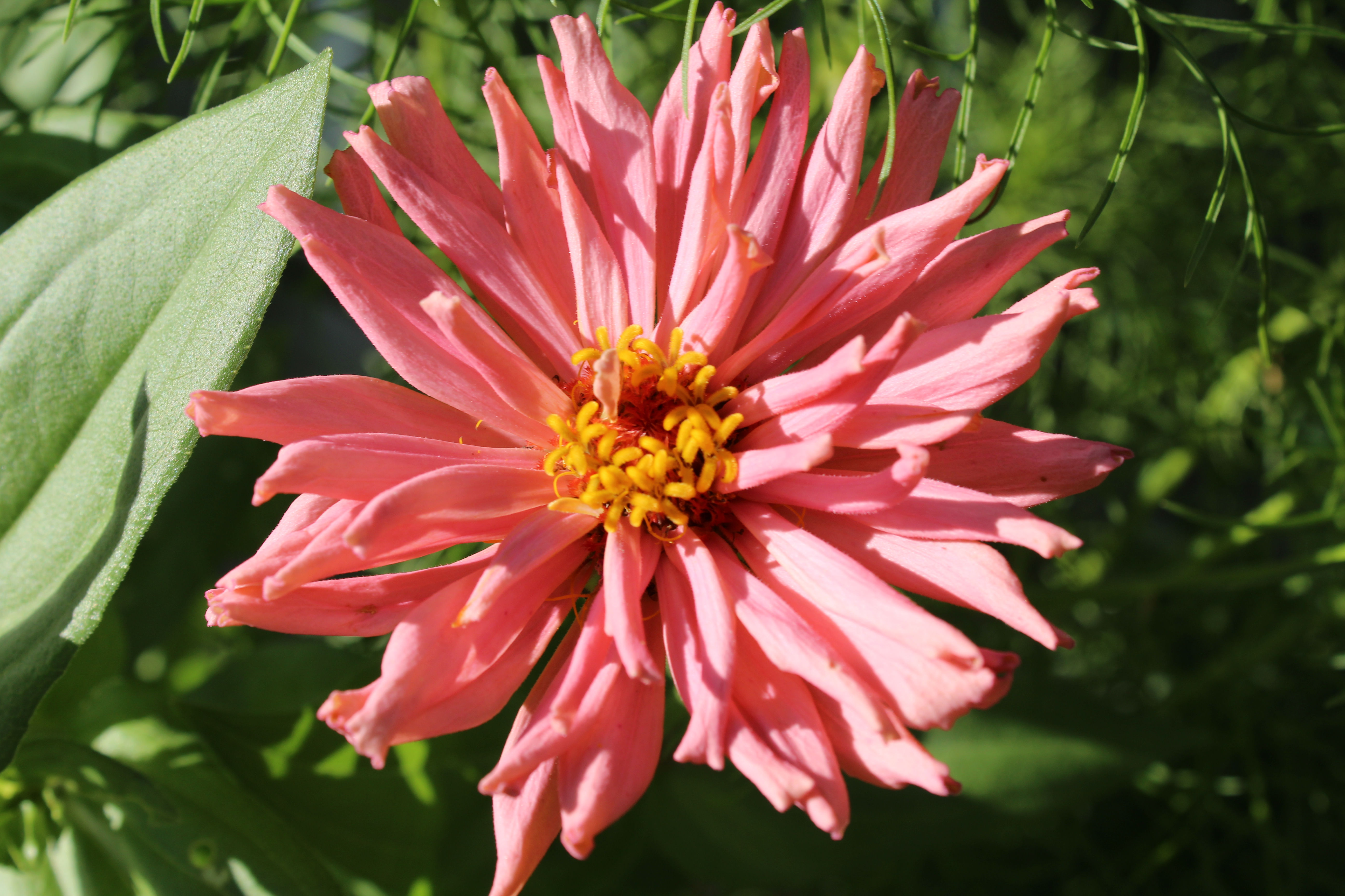 Pink Senorita zinnia