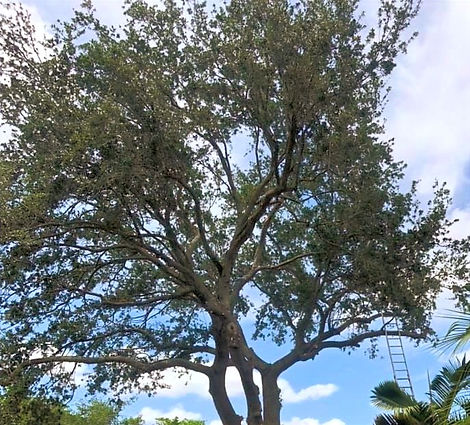 large tree needing pruning