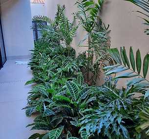 Jaisagismo em BH, Belo Horizonte, JardinsTropicaisBH.