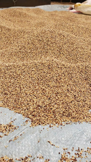 Quinoa seeds, Musanze, Rwanda, 2022.