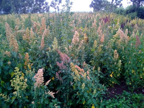 Quinoa production in Rukira, Ngoma, Rwanda, 2022