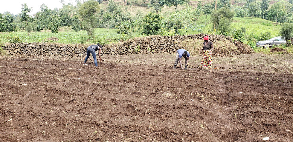 Cedric planting quinoa in Musanze, Rwanda.