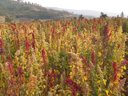 Quinoa field in Rwanda, 2021.