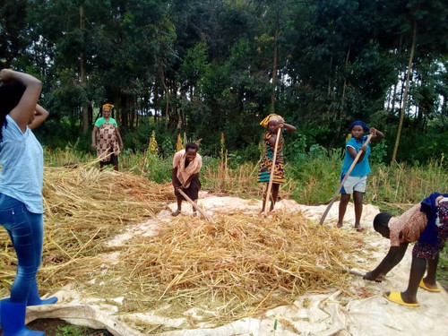 Quinoa harvesting in Rukira, Ngoma, Rwanda, 2022