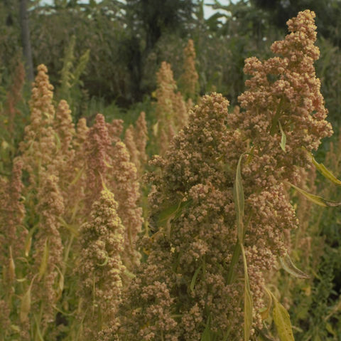 Quinoa production in Rukira, Ngoma, Rwanda, 2022
