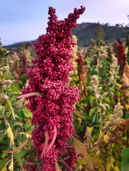 Quinoa field in Rwanda, 2021.