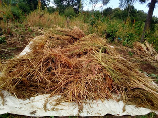 Quinoa harvesting in Rukira, Ngoma, Rwanda, 2022