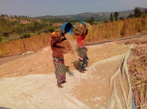 Some of the farmers who grow our quinoa seeds in Rwanda.