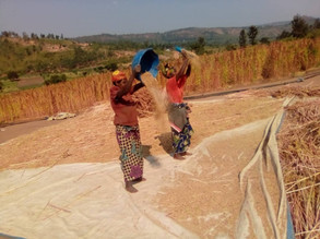 Some of the farmers who grow our quinoa seeds in Rwanda.