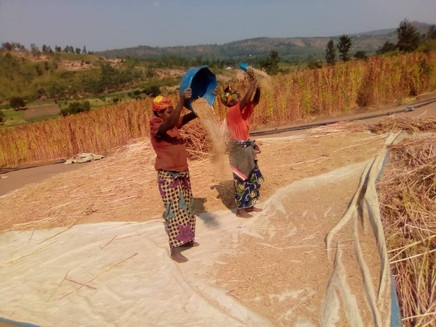 Some of the farmers who grow our quinoa seeds in Rwanda.