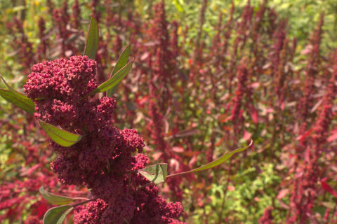 Quinoa production in Rukira, Ngoma, Rwanda, 2022