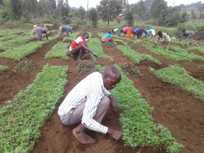 Weeding quinoa fields in Musanze, Rwanda, 2022.