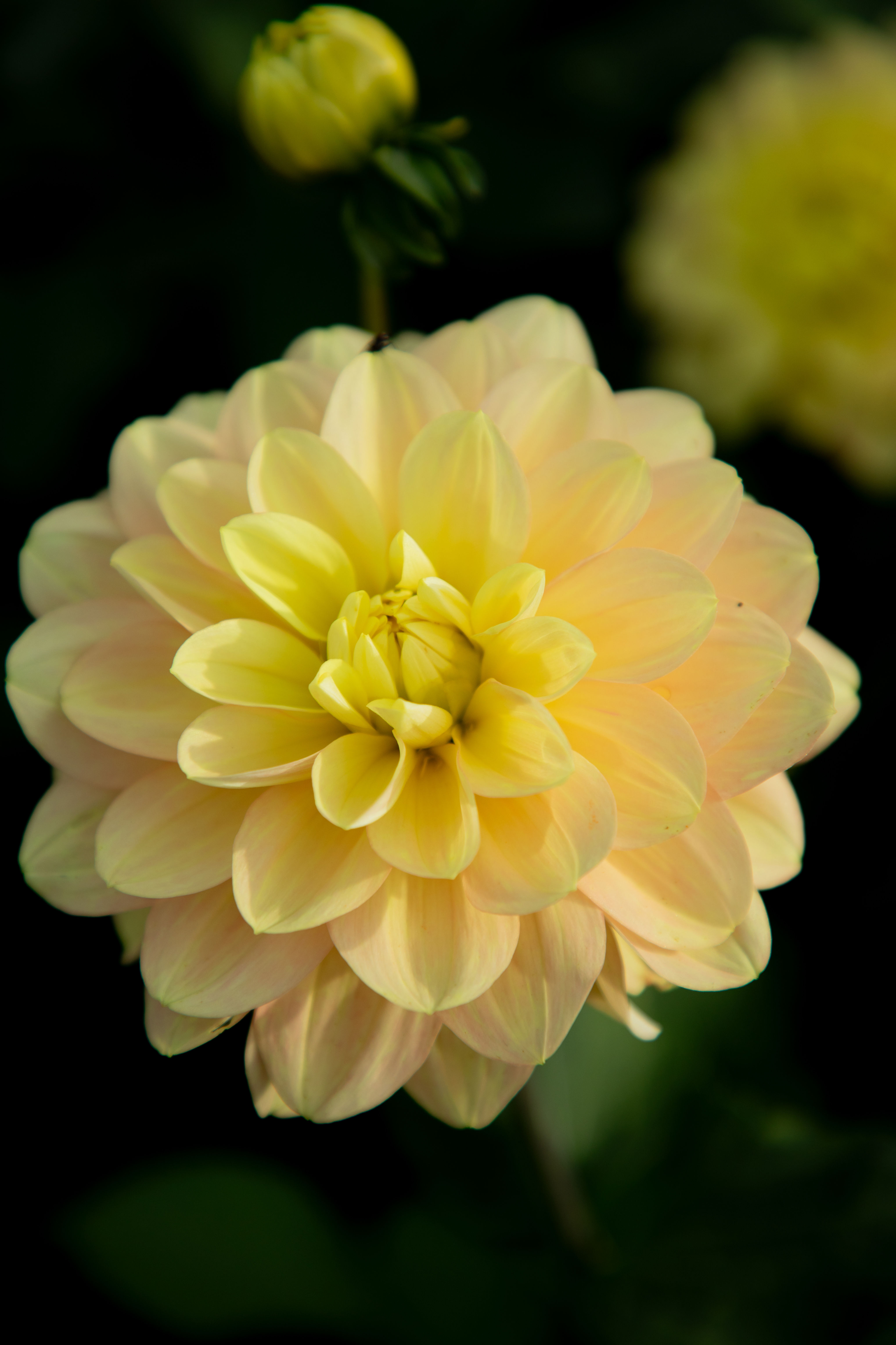 Day Dreamer Dahlia Tuber