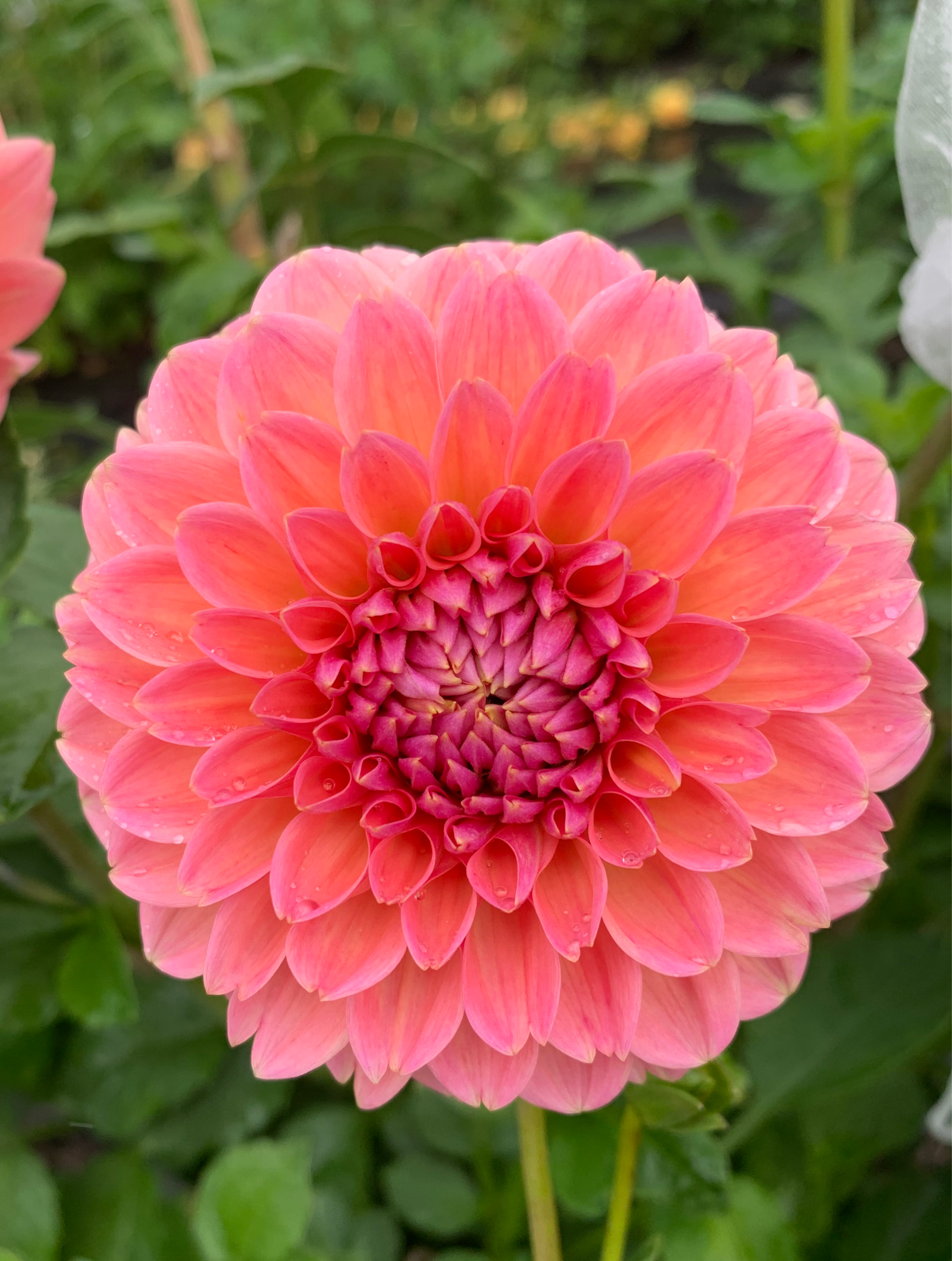 Linda's Baby Dahlia Tuber