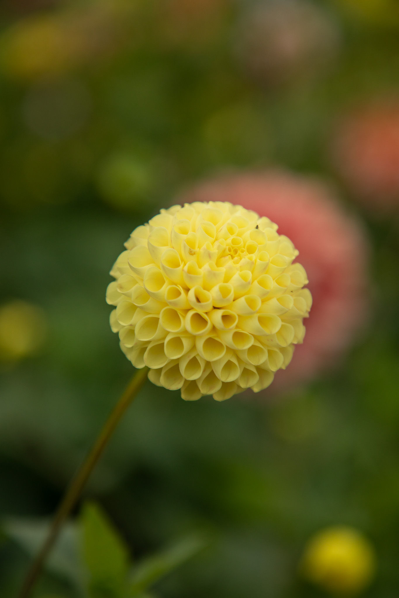Little Scottie Dahlia Tuber