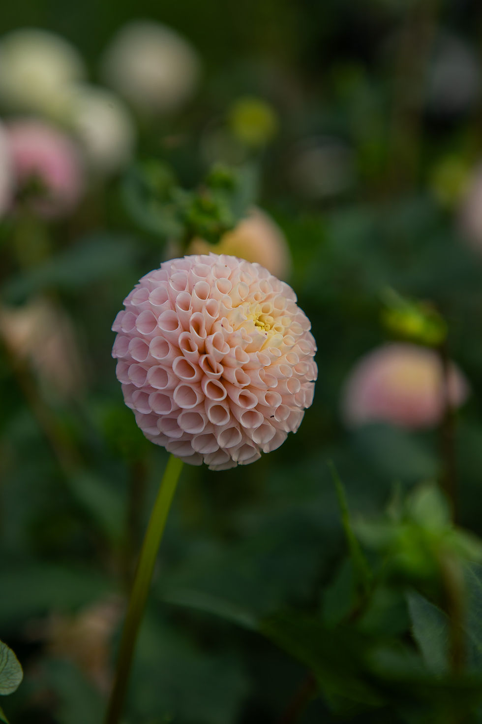 Irish D Porter Dahlia Tuber
