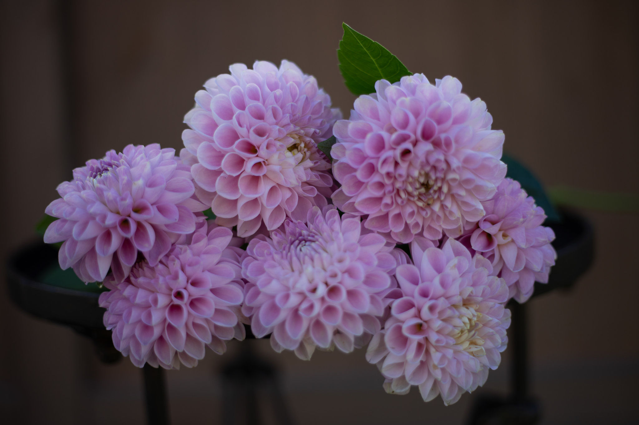 Pixie Dahlia Tuber