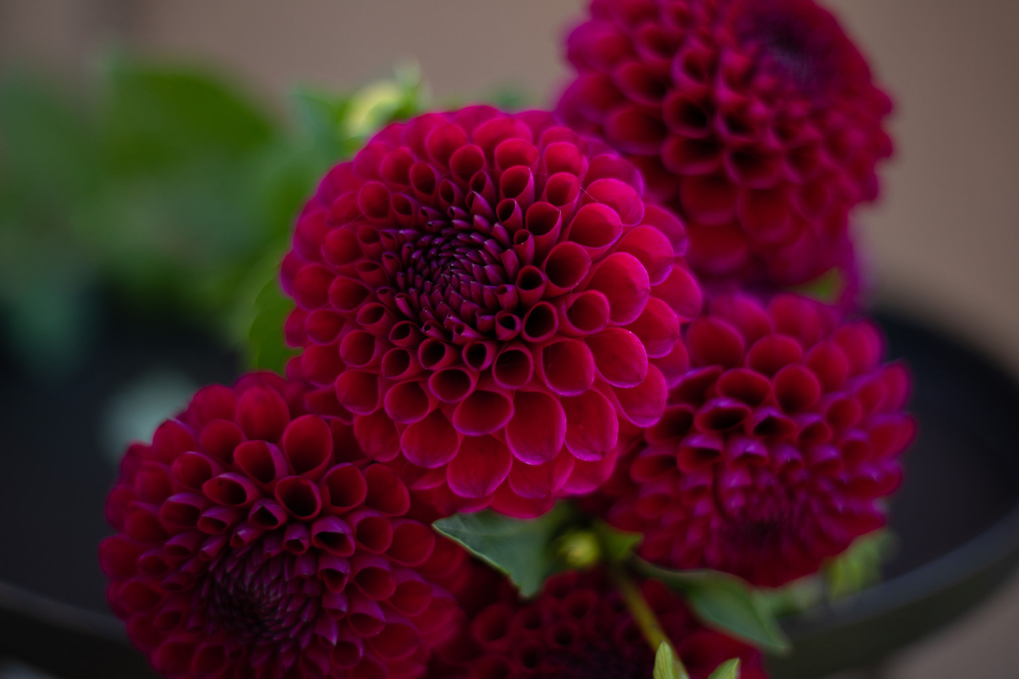 Ivanetti Dahlia Tuber