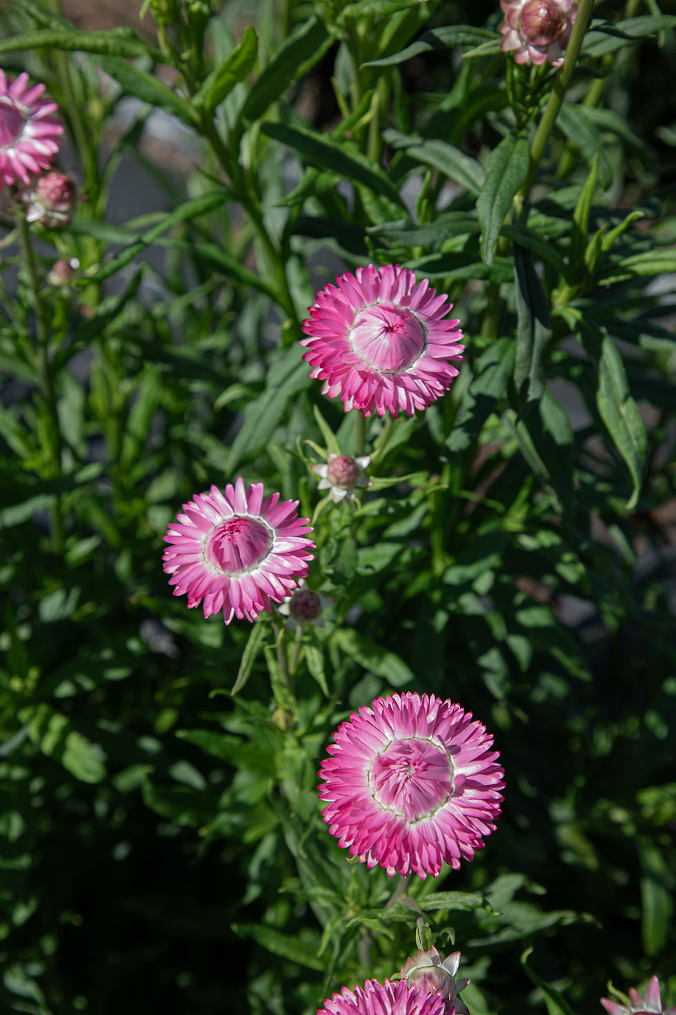 Thumbnail: Strawflower Mix