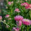 Thumbnail: Strawflower