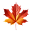 Maple Leaf Autumn.png
