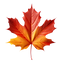 Maple Leaf Autumn.png