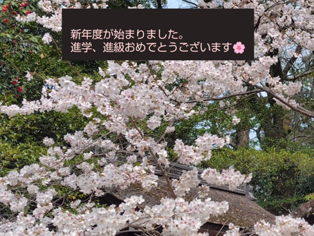 桜　新学期