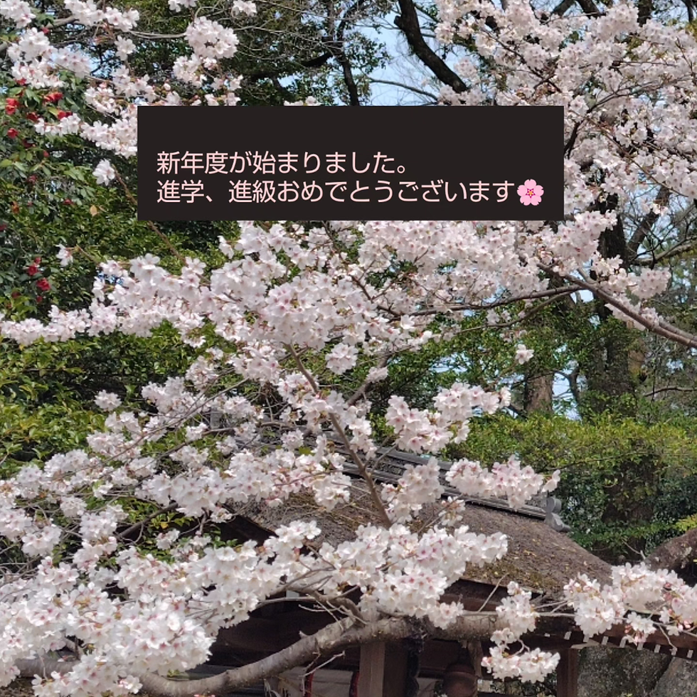 桜 新学期