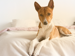 Pet na cama: o que a ciência diz sobre dormir com seu animal?