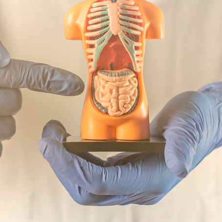 A saúde do intestino