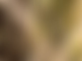 Connection, Healing and Family Spirit Animals