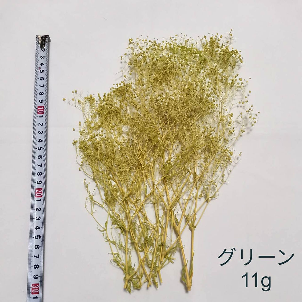 サムネイル： カスミソウ 11g