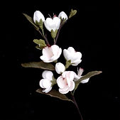 white cherry blossoms.jpg