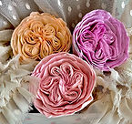 3 juliet roses_edited.jpg