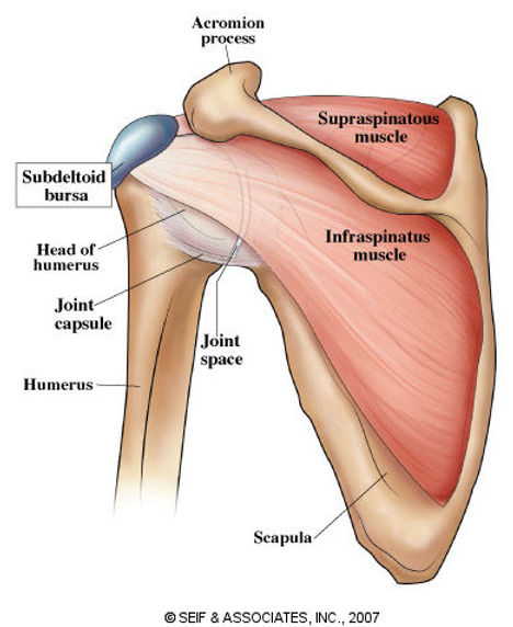 Posterior Shoulder Stretching and Strengthening