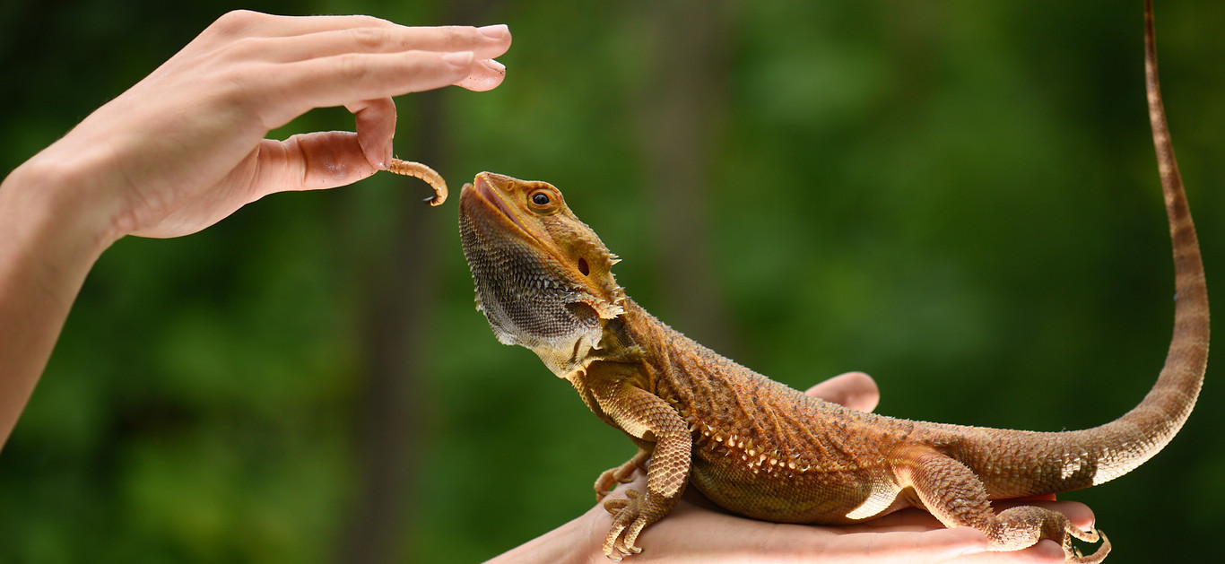 Retics & Reptiles Reptile Product Specialists United Kingdom