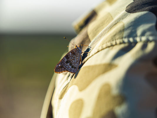 butterfly on camo shirt