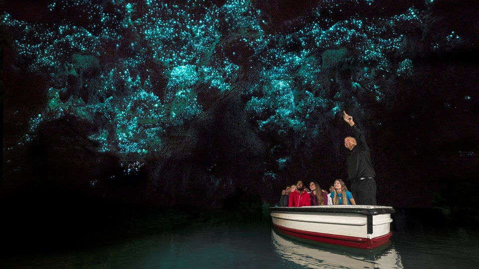 Glowworms_3