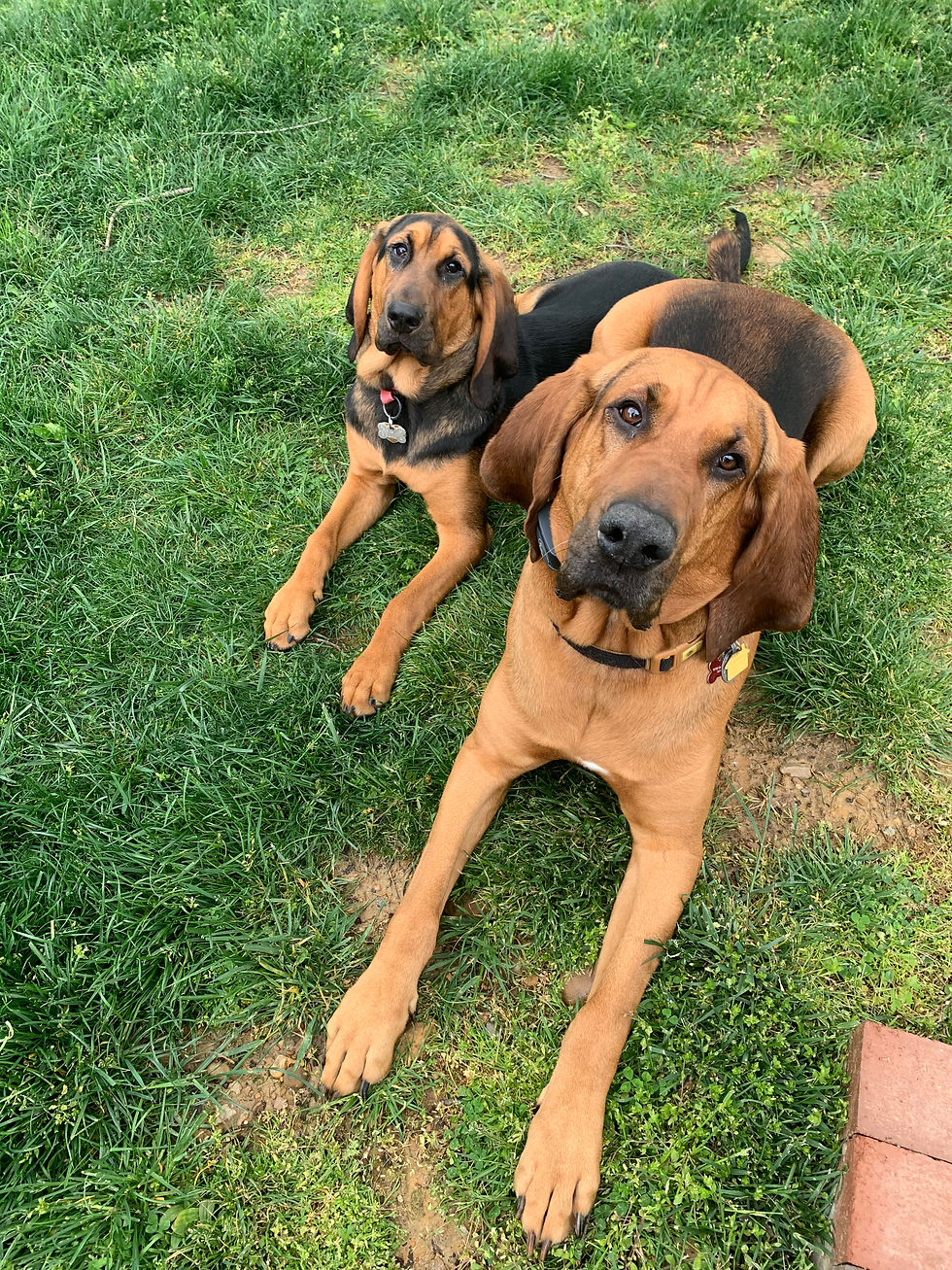 hank and daisy.jpeg