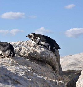 African Penguins chilling on a boulder at boulders beach Simons Town