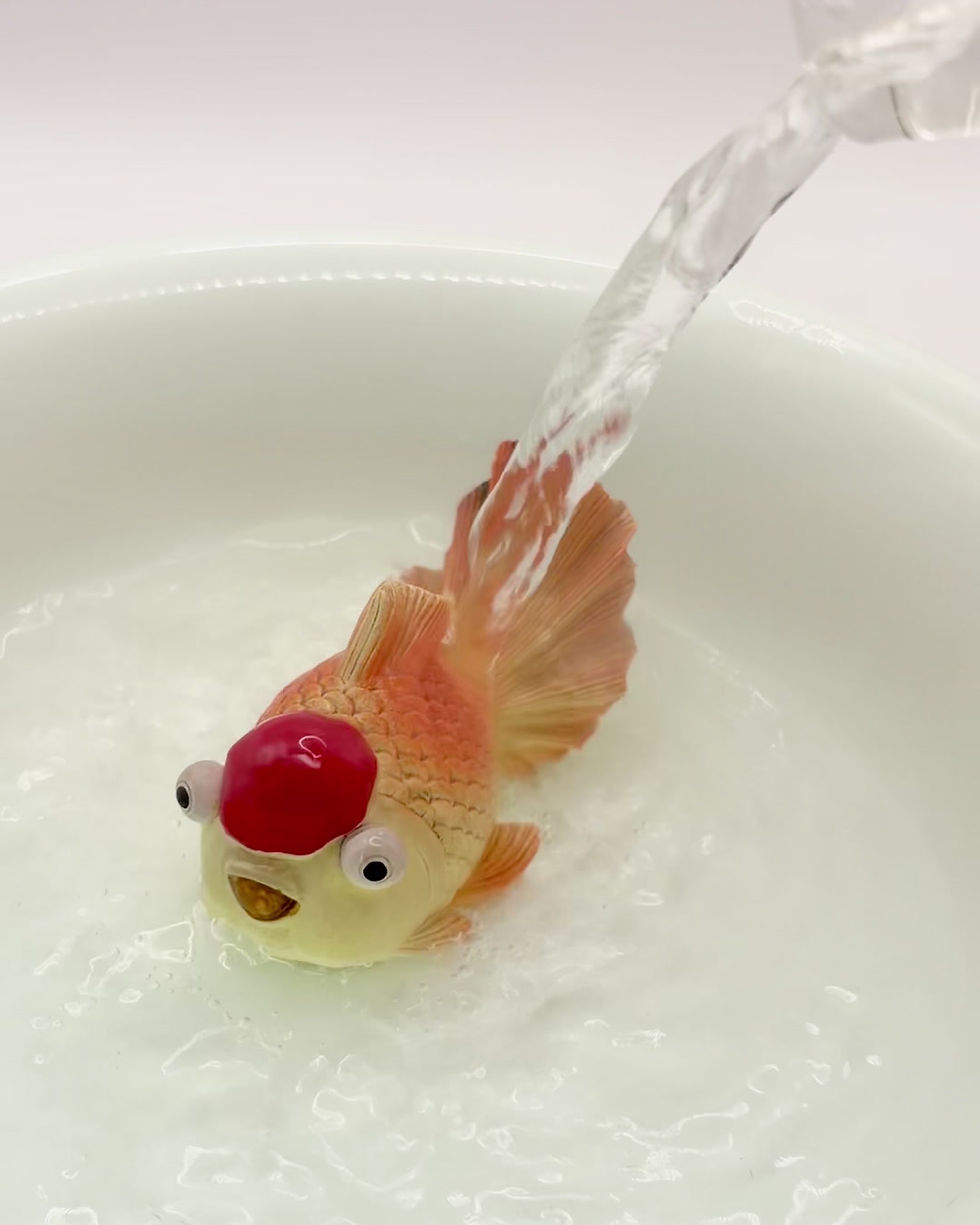 Thumbnail: Colour-Changing Goldfish Tea Pet, Black to Red