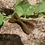 Miniature : Barette Noeud papillon vert