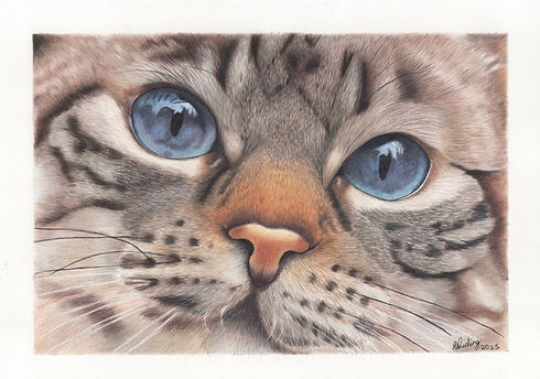 Tabby Cat tutorial_001.jpg