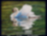 Swan 