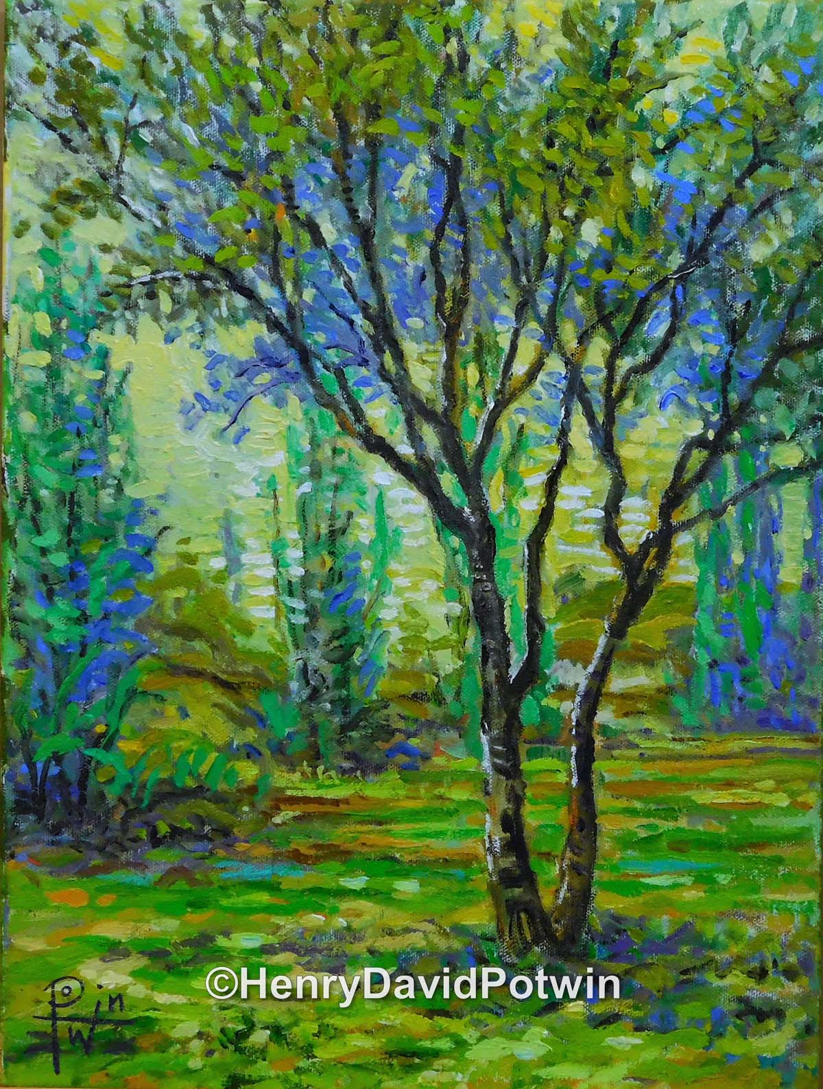 Study of a Tree - 2015 16X12"