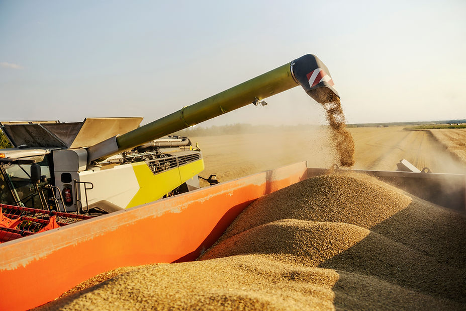 close-up-farming-harvester-pouring-ripe-wheat-into-tractor-trailer-rural-farmland.jpg