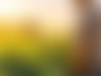 Economia da hora de fertilizar o solo da soja: por que não é necessário aplicar ureia