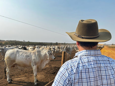 Novas práticas no manejo de gado de corte