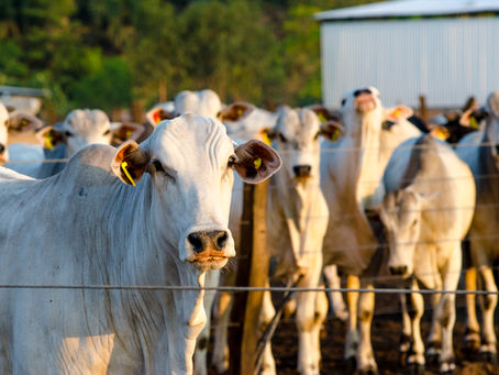 Profissionalização da pecuária e o desafio de formar líderes preparados para cenários complexos