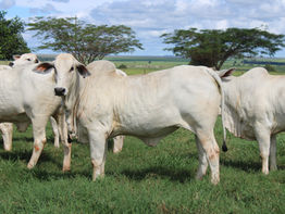 Como a bolsa de valores afeta a produção de carne no Brasil